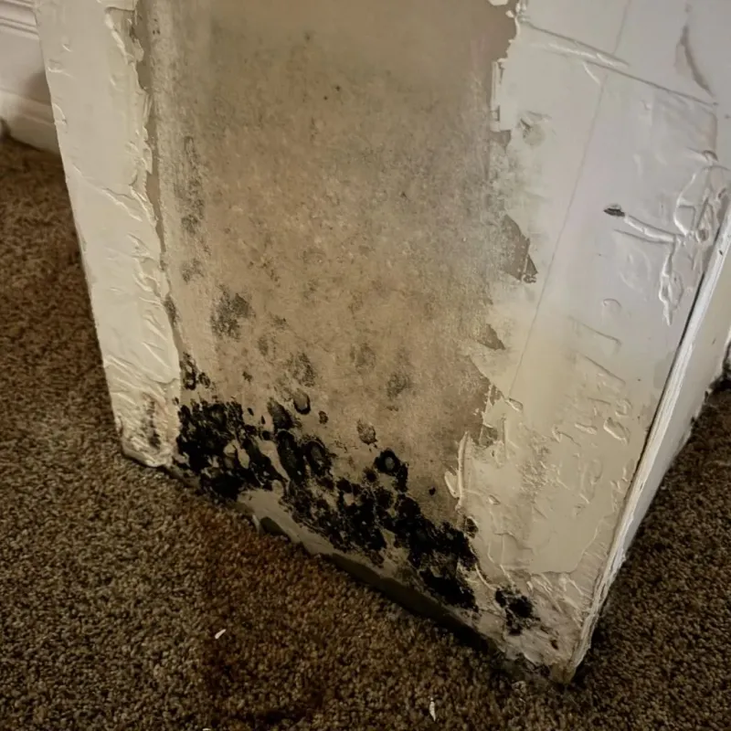 Professional Mold Removal in Junction, TX